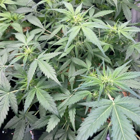 Purple Punch Automatic by KilliczGe growlog timeline photo