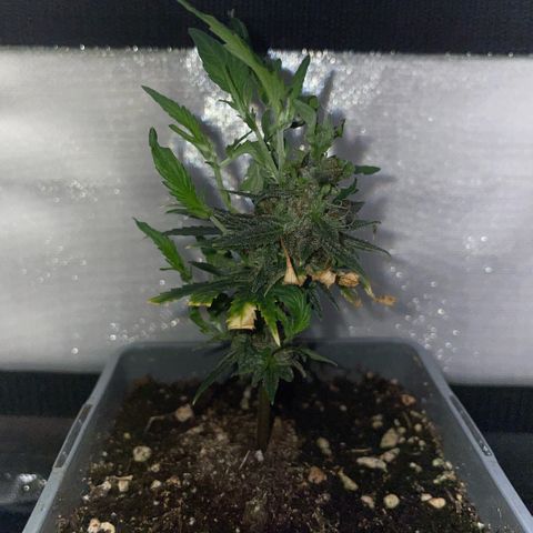 Tangerine Dream Clon #1 by KilliczGe growlog timeline photo