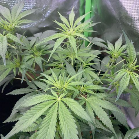 White Widow Automatic by KilliczGe growlog timeline photo