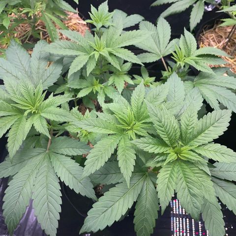 Big Bud by KilliczGe growlog timeline photo