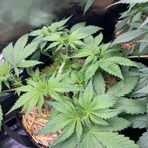 Permanent Marker by KilliczGe growlog timeline photo