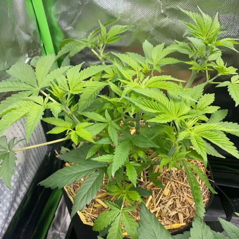 Purple Zkittlez #2 by KilliczGe growlog timeline photo