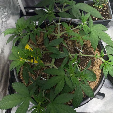 Purple Zkittlez #1 by KilliczGe growlog timeline photo