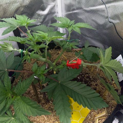 Cereal Milk #3 by KilliczGe growlog timeline photo