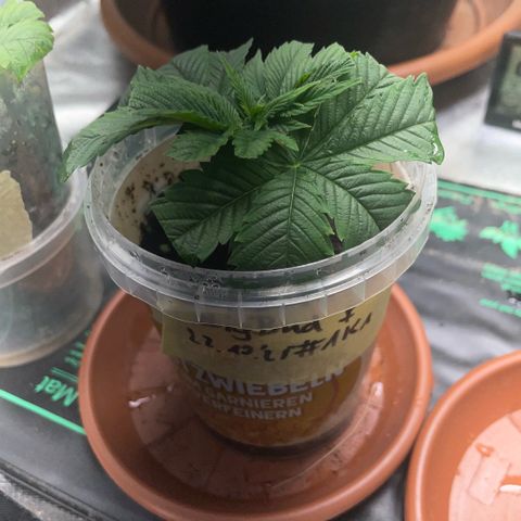 Big Bud 1 Klon 1 by KilliczGe growlog timeline photo