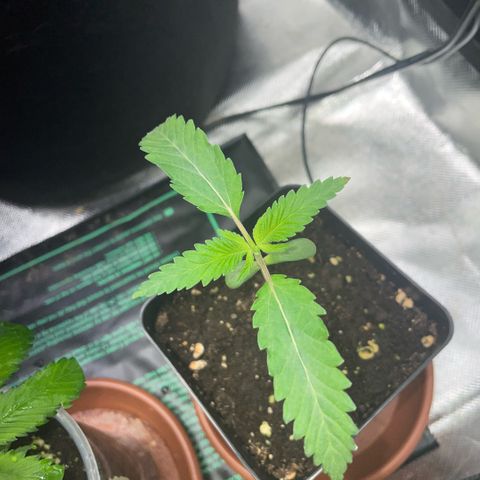 Dante’s Inferno - Mile High Dave by KilliczGe growlog timeline photo