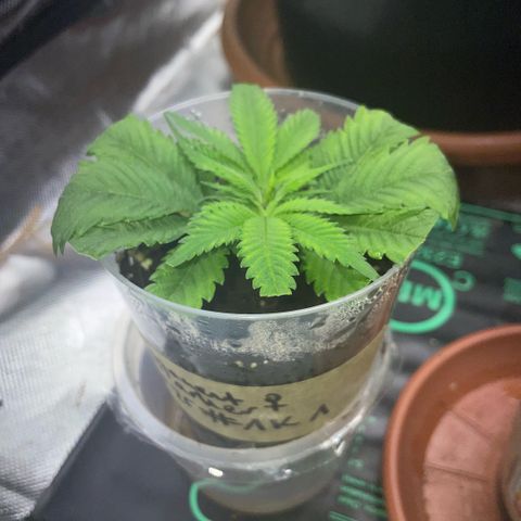 Permanent Marker 1 Klon 1 by KilliczGe growlog timeline photo