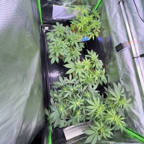 White Widow Automatic by KilliczGe growlog timeline photo