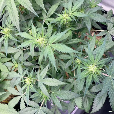 Purple Punch Automatic by KilliczGe growlog timeline photo