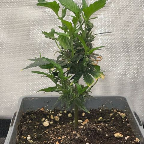 Tangerine Dream Clon #1 by KilliczGe growlog timeline photo