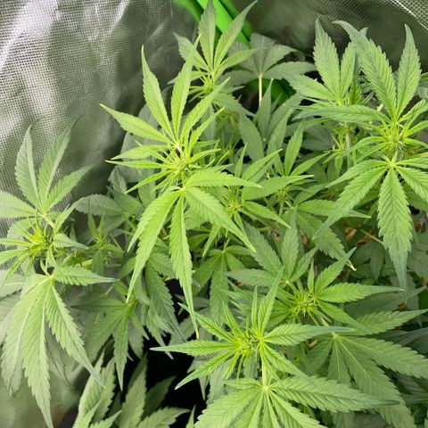 White Widow Automatic by KilliczGe growlog timeline photo