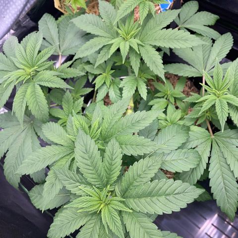 Big Bud by KilliczGe growlog timeline photo