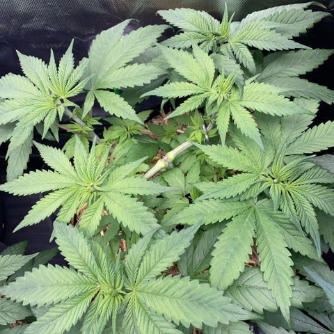 Permanent Marker by KilliczGe growlog timeline photo