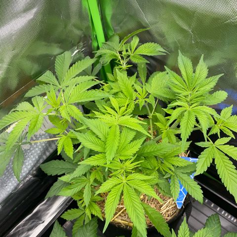 Purple Zkittlez #2 by KilliczGe growlog timeline photo