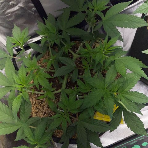 Purple Zkittlez #1 by KilliczGe growlog timeline photo