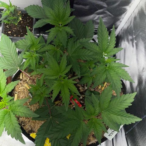 Cereal Milk #3 by KilliczGe growlog timeline photo