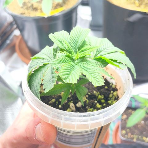 Big Bud 1 Klon 1 by KilliczGe growlog timeline photo