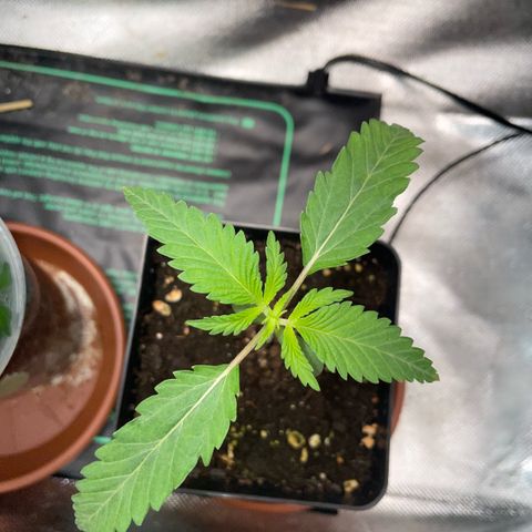 Dante’s Inferno - Mile High Dave by KilliczGe growlog timeline photo