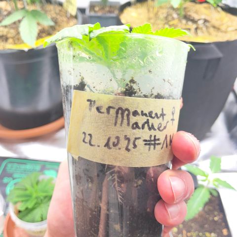 Permanent Marker 1 Klon 1 by KilliczGe growlog timeline photo