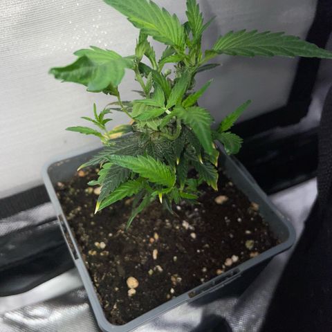 Tangerine Dream Clon #1 by KilliczGe growlog timeline photo