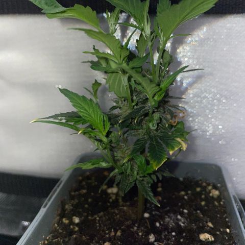 Tangerine Dream Clon #1 by KilliczGe growlog timeline photo