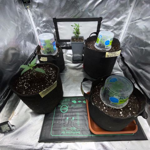 Dante’s Inferno - Mile High Dave by KilliczGe growlog timeline photo