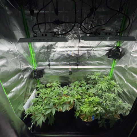 Cereal Milk #3 by KilliczGe growlog timeline photo