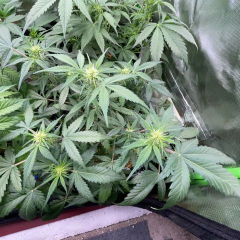 Purple Punch Automatic by KilliczGe growlog timeline photo