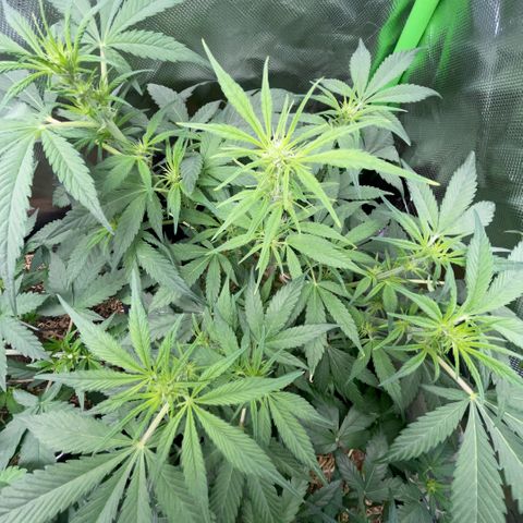 White Widow Automatic by KilliczGe growlog timeline photo