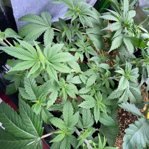 Big Bud by KilliczGe growlog timeline photo