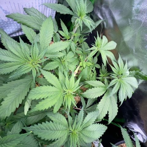 Permanent Marker by KilliczGe growlog timeline photo