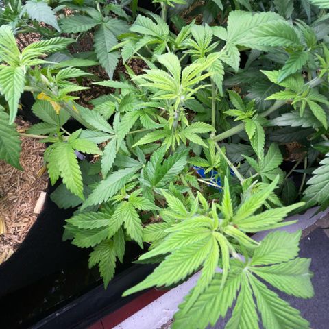 Purple Zkittlez #2 by KilliczGe growlog timeline photo