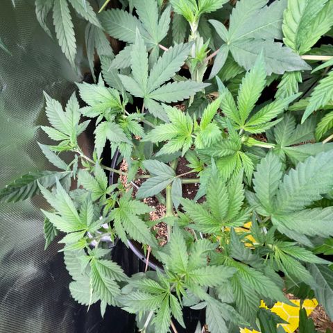 Purple Zkittlez #1 by KilliczGe growlog timeline photo