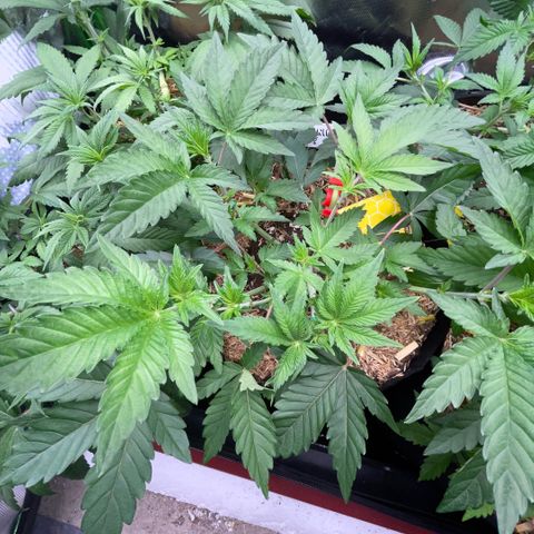 Cereal Milk #3 by KilliczGe growlog timeline photo