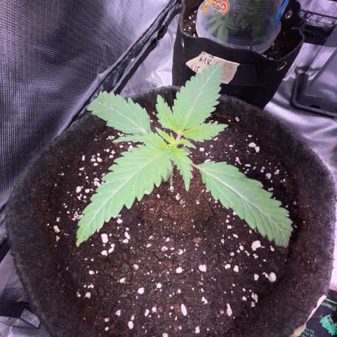 Dante’s Inferno - Mile High Dave by KilliczGe growlog timeline photo