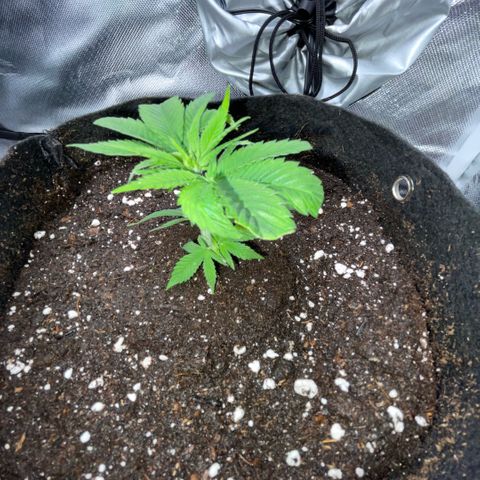 Big Bud 1 Klon 1 by KilliczGe growlog timeline photo