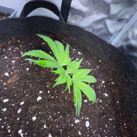 Permanent Marker 1 Klon 1 by KilliczGe growlog timeline photo