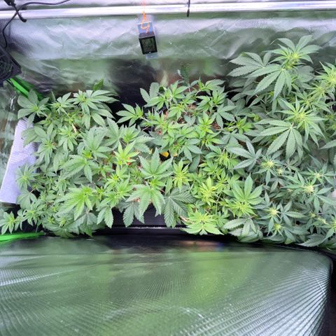 Cereal Milk #3 by KilliczGe growlog timeline photo