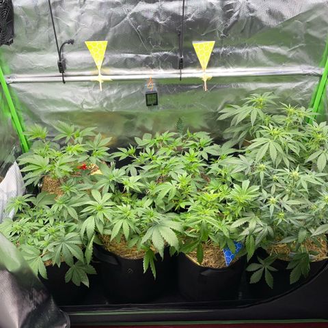 Cereal Milk #3 by KilliczGe growlog timeline photo