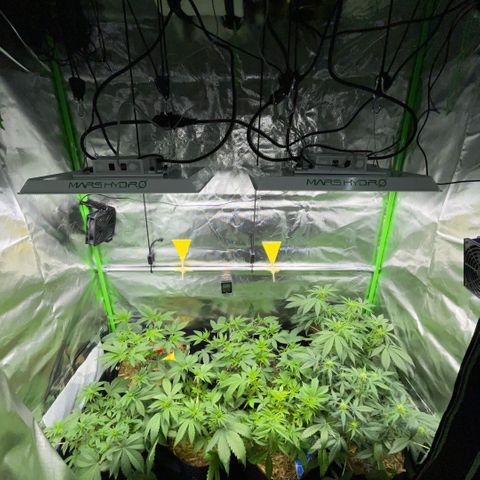 Cereal Milk #3 by KilliczGe growlog timeline photo