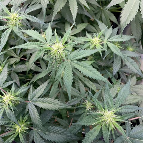 Purple Punch Automatic by KilliczGe growlog timeline photo