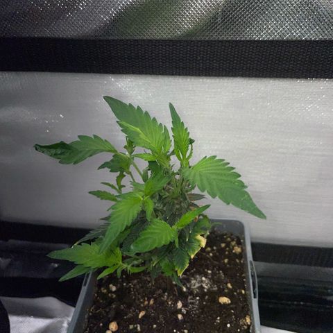 Tangerine Dream Clon #1 by KilliczGe growlog timeline photo