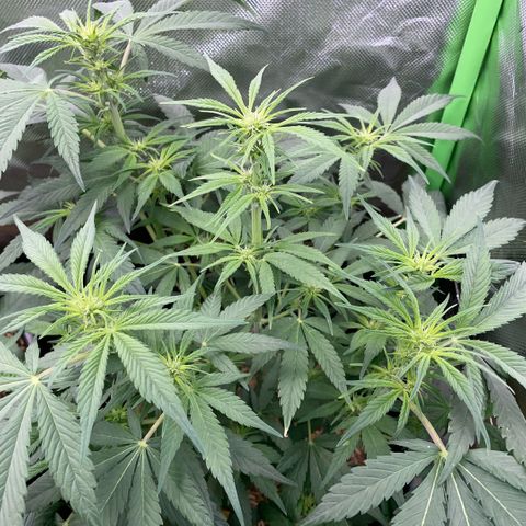 White Widow Automatic by KilliczGe growlog timeline photo