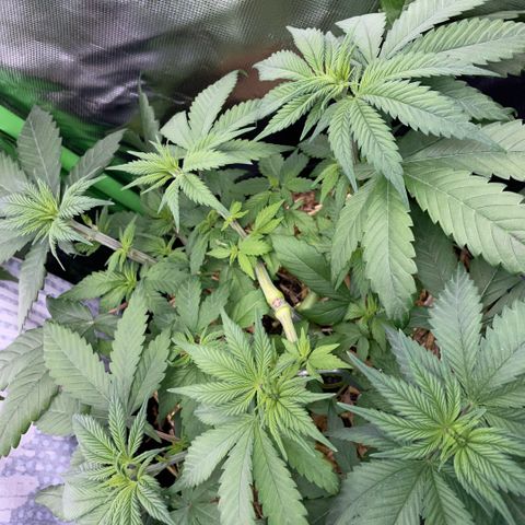 Permanent Marker by KilliczGe growlog timeline photo