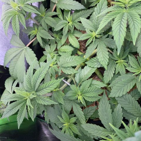 Big Bud by KilliczGe growlog timeline photo