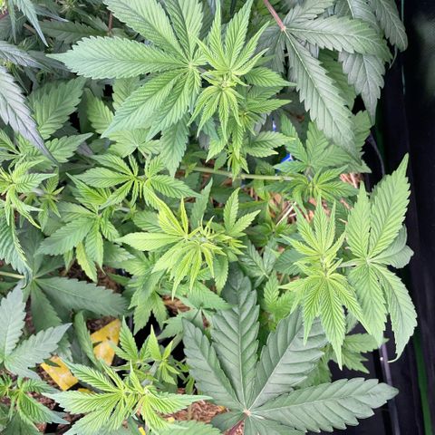 Purple Zkittlez #2 by KilliczGe growlog timeline photo