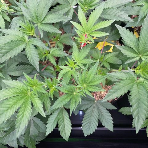 Cereal Milk #3 by KilliczGe growlog timeline photo