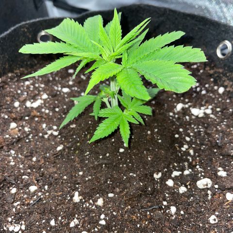 Big Bud 1 Klon 1 by KilliczGe growlog timeline photo