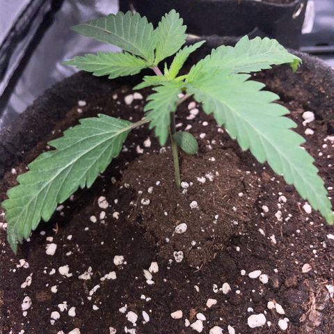 Dante’s Inferno - Mile High Dave by KilliczGe growlog timeline photo