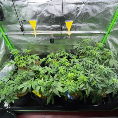 Cereal Milk #3 by KilliczGe growlog timeline photo